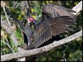 _2SB6499 turkey vulture feeding fledge